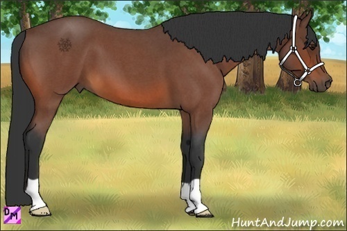 Horse Color:Bay Roan 