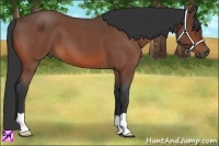 Horse Color:Bay Roan