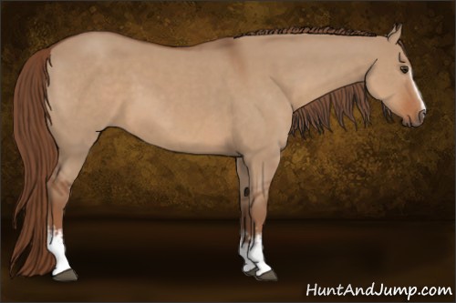 Horse Color:White Spotted Red Dun 