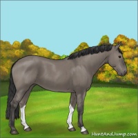 Horse Color:Grullo Brindle
