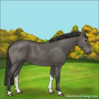 Horse Color:Grullo Brindle