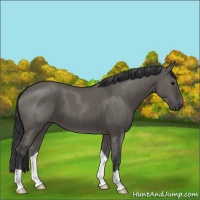 Horse Color:Grullo Brindle