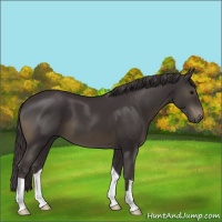 Horse Color:Smoky Black