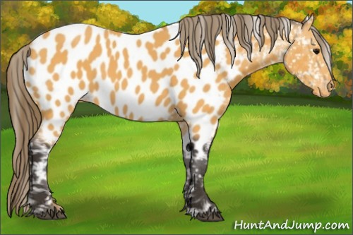 Horse Color:Buckskin Near Leopard