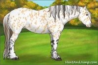 Horse Color:Buckskin Appaloosa 