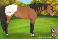 Horse Color:Bay Appaloosa 