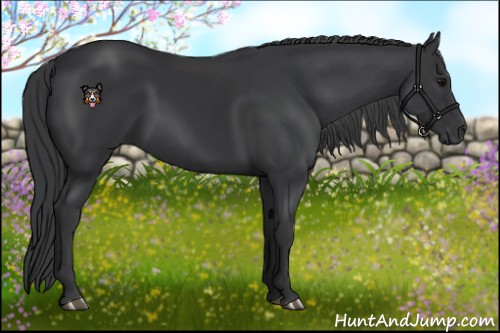 Horse Color:Black 