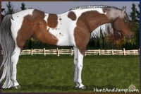 Horse Color:Buckskin Tobiano 