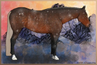 Horse Color:Gray Silver Buckskin Appaloosa Rabicano 