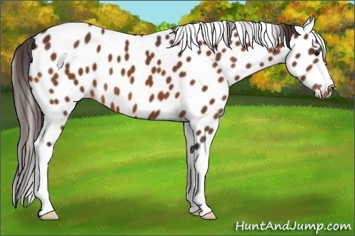Horse Color:Buckskin Appaloosa 