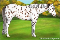 Horse Color:Buckskin Appaloosa 
