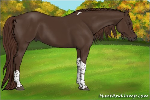 Horse Color:Liver Chestnut Tobiano 