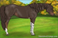 Horse Color:Liver Chestnut Tobiano