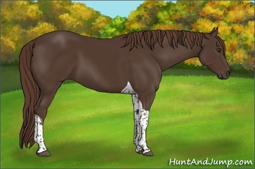 Horse Color:Liver Chestnut Tobiano