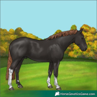 Horse Color:Liver Chestnut Tobiano 