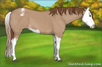 Horse Color:Red Dun Splash Appaloosa 