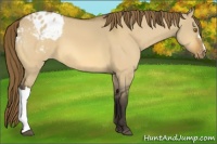 Horse Color:Buckskin Dun Appaloosa 