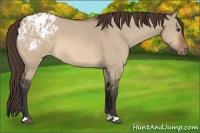 Horse Color:Bay Dun Appaloosa 