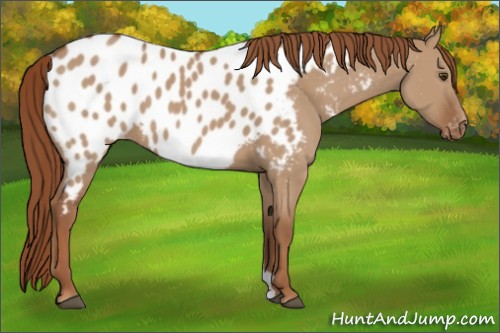 Horse Color:Red Dun Appaloosa 