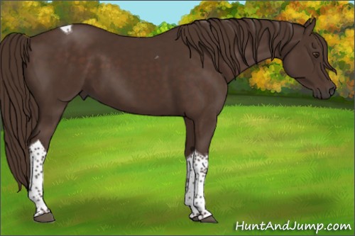 Horse Color:Liver Chestnut Tobiano 