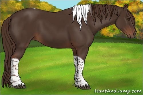 Horse Color:Liver Chestnut Tobiano 