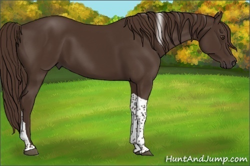 Horse Color:Liver Chestnut Tobiano 