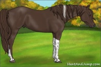 Horse Color:Liver Chestnut Tobiano