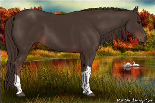 Horse Color:Liver Chestnut Tobiano
