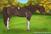 Horse Color:Liver Chestnut Tobiano 