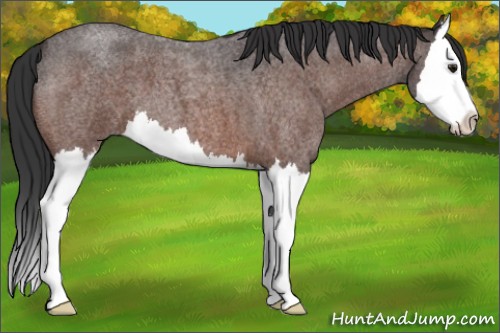 Horse Color:Brown Roan Splash 
