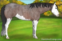 Horse Color:Brown Roan Splash