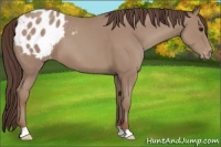 Horse Color:Classic Champagne Appaloosa 