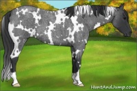Horse Color:White Spotted Blue Roan 