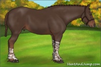 Horse Color:Liver Chestnut Tobiano 