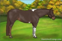 Horse Color:Liver Chestnut Tobiano 