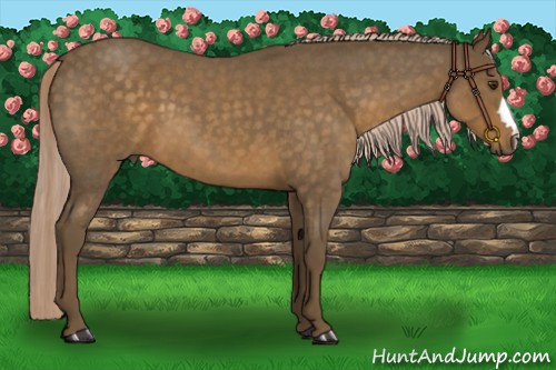 Horse Color:Chocolate Palomino Roan 