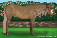 Horse Color:Chocolate Palomino Roan