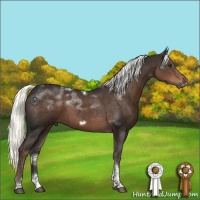 Horse Color:Liver Chestnut Tobiano Frame 