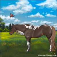 Horse Color:Liver Chestnut Tobiano 