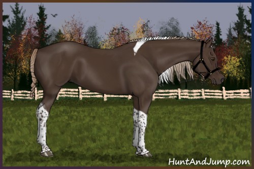 Horse Color:Liver Chestnut Tobiano 