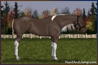 Horse Color:Liver Chestnut Tobiano 
