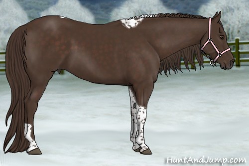 Horse Color:Liver Chestnut Tobiano 
