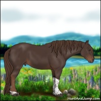Horse Color:Liver Chestnut Tobiano
