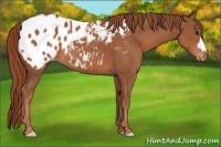Horse Color:Chestnut Appaloosa 