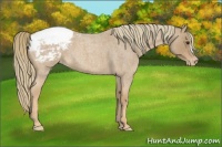 Horse Color:Red Roan Appaloosa 