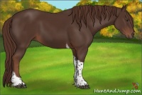 Horse Color:Liver Chestnut Tobiano