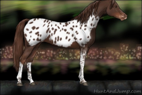 Horse Color:Liver Chestnut Tobiano Appaloosa 