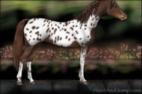 Horse Color:Liver Chestnut Tobiano Appaloosa 