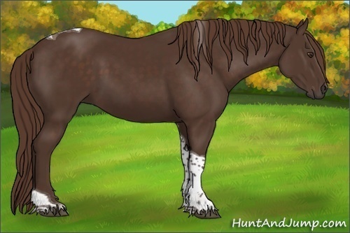 Horse Color:Liver Chestnut Tobiano 