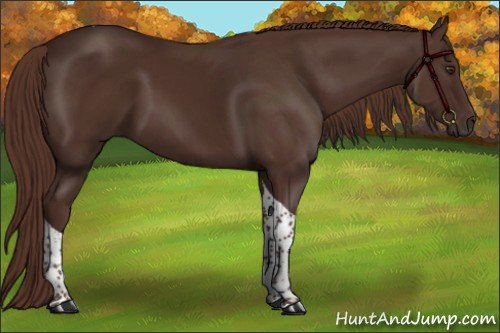 Horse Color:Liver Chestnut Tobiano